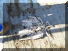 Dead and dying pidgeons adorned the deck